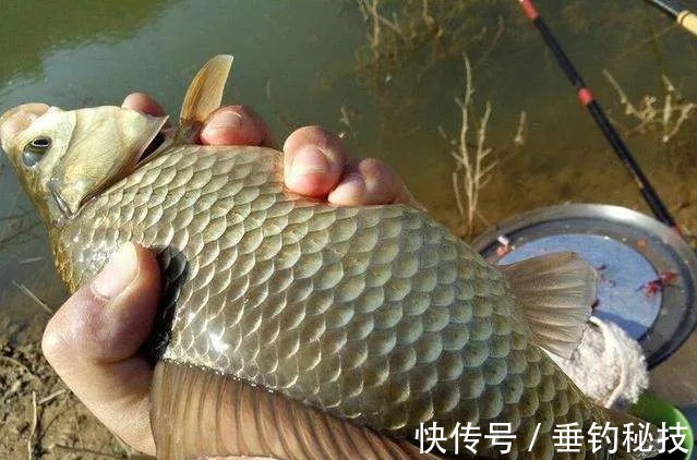 天越冷咬钩的鲫鱼越大，核心就这5条技巧