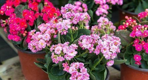 百合花|家里养这4种花,5月赶紧剪一剪,剪完了难度夏,来年没花赏