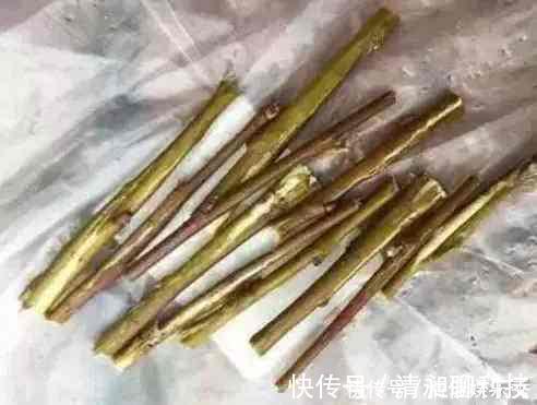 盆底|这东西泡水就是“天然生根剂”,埋在盆里也管用,根系越养越粗壮