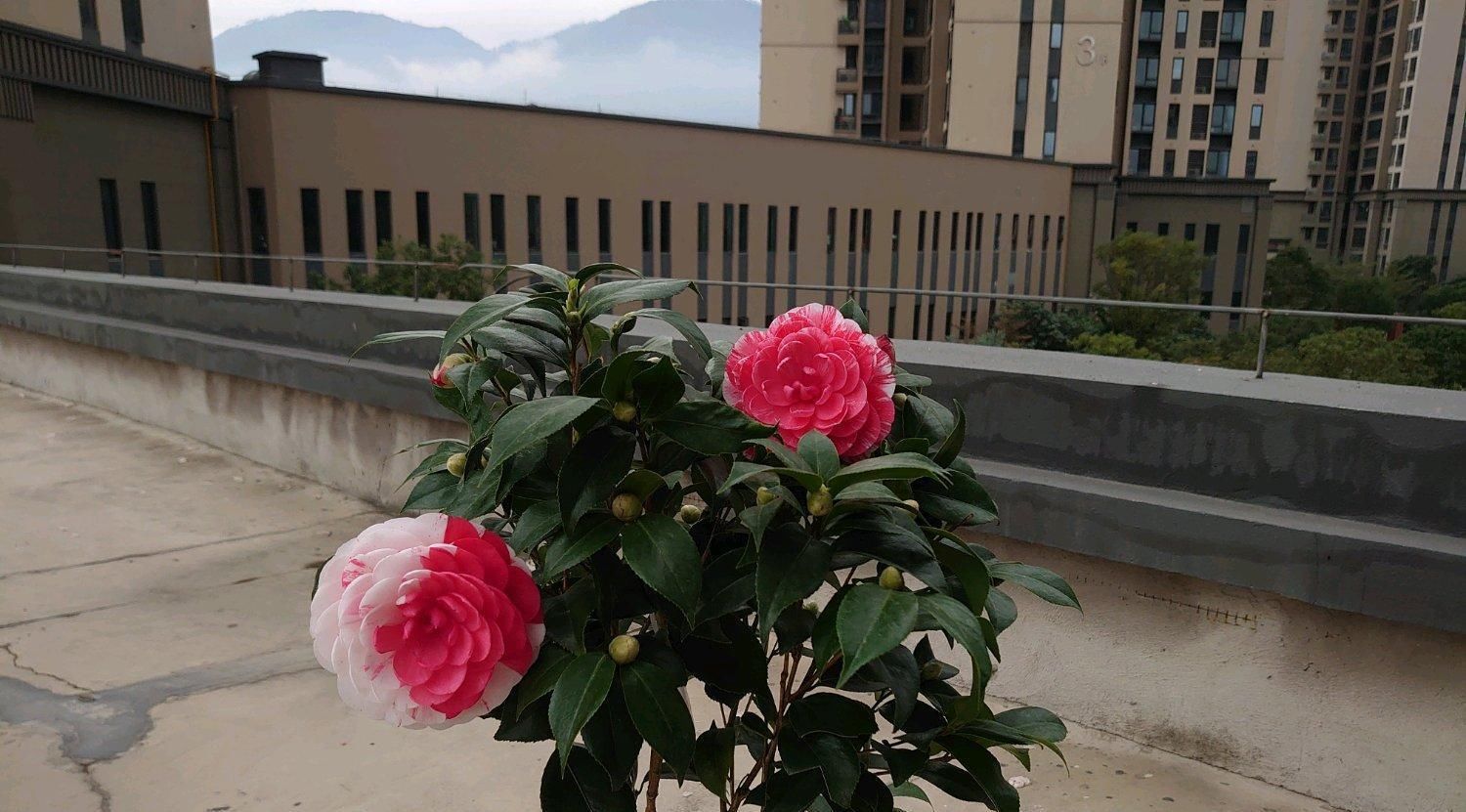 此花是中国传统名花，一树多色花，漂亮不输牡丹，北方也能养