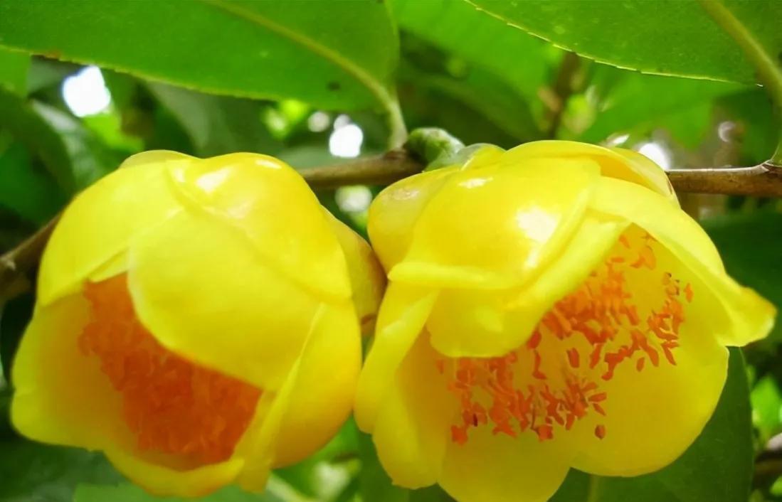 此茶花被誉为植物熊猫,花瓣金黄,营养丰富,有钱也难买