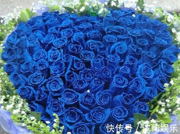 喜欢菊花，不如养盆“高档玫瑰”蓝色妖姬，花中新贵，妖艳迷人！