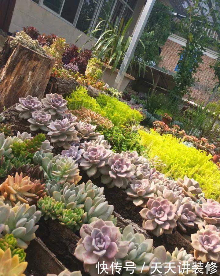 爸妈不在家,我在院子里疯狂种多肉,倍儿爽