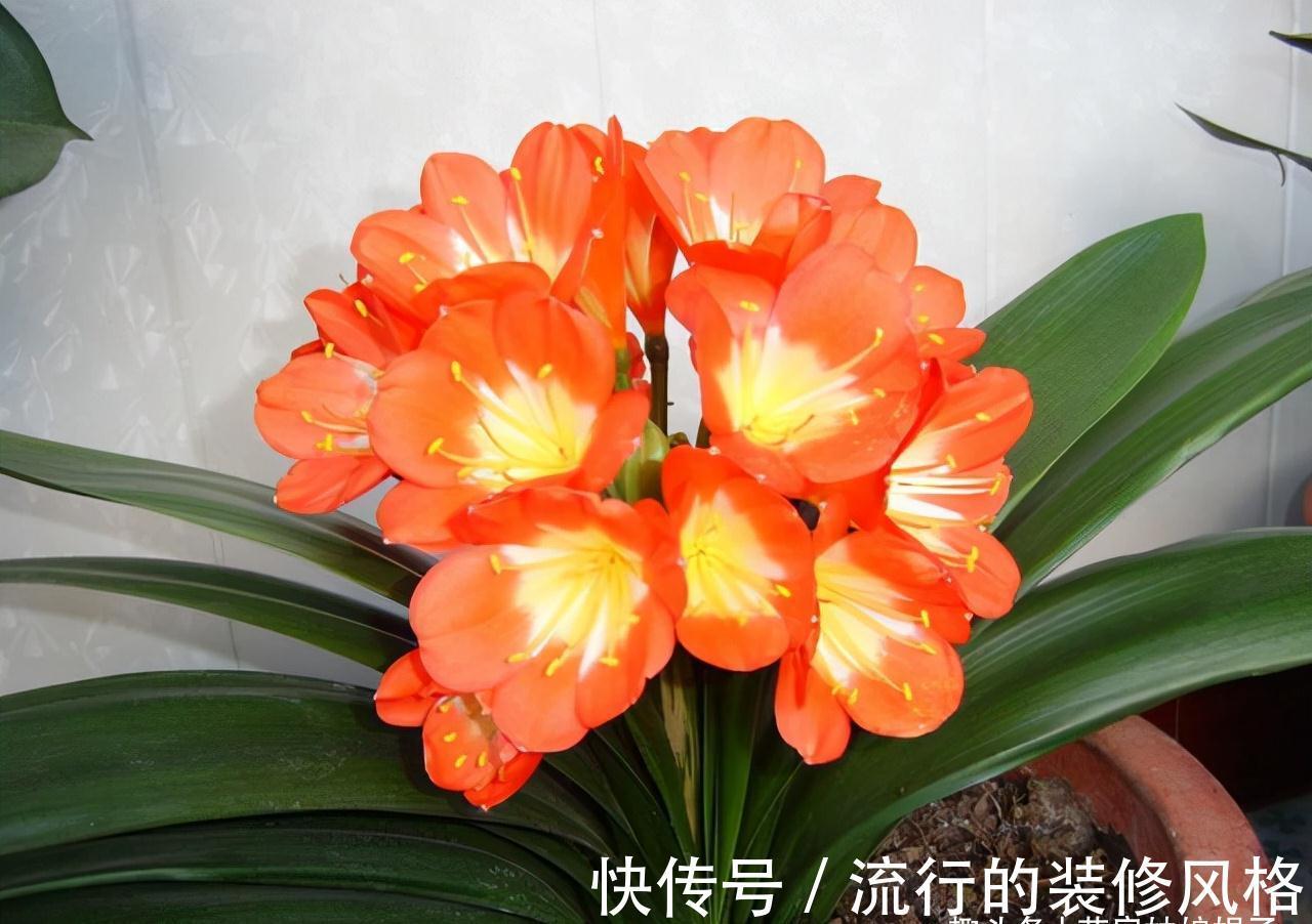 10月养君子兰,别忘记做“这些事”,要不今年“难”开花,莫忽视