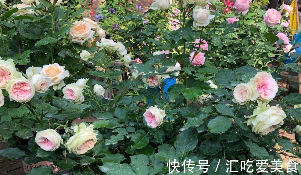 月季病害多，开花少，这2件事要常做，学会这些，叶茂花更旺