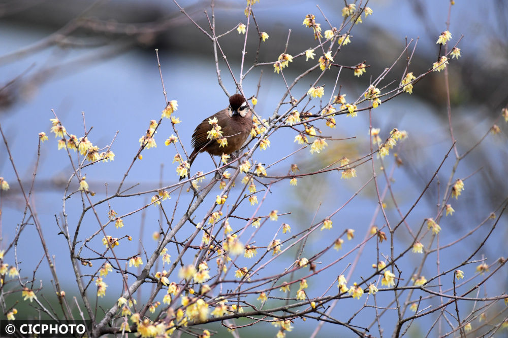 腊梅花|冬日的鸟语花香