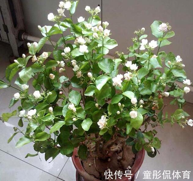 薄荷|养花要学老中医,选5种花养家里能“养人”,都有多种功效
