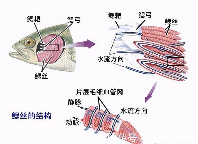 存活|让鱼儿离水几天不死？民间古老的“弓鱼术”，其实原理很简单