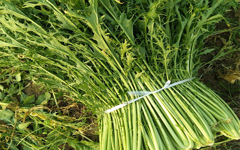 毒素|女性子宫“太脏”怎么办，多吃这几种食物，轻松排出身体毒素