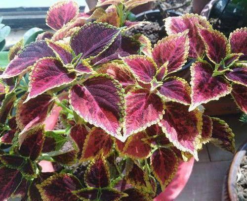 矾根|彩叶草、矾根、竹芋叶子像花一样美,家里养一盆,超漂亮