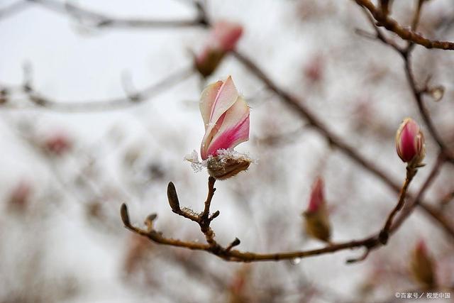 韦成柏$时逢小雪北风忽,旷野空山草萎枯。《小雪》诗词63首