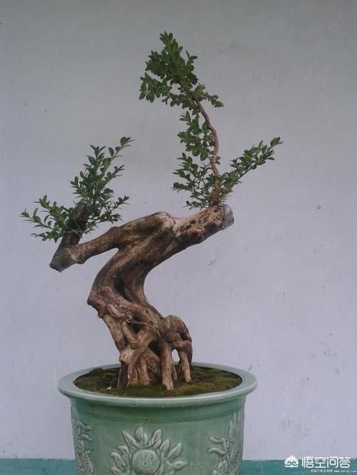 几年前别人送的盆景，让父母养成大树了，现在想把它养回盆景，可以吗？该怎么做呢？