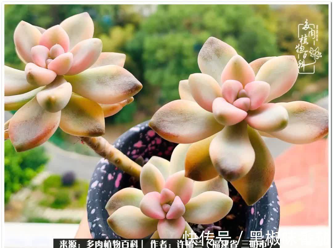 尖尖|养多肉两年,美丽与赏心悦目并存!