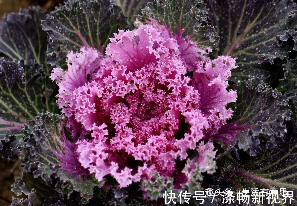 做梦都想变成花的青菜,梦想成真!逆袭成功变盆栽,教你养护方法