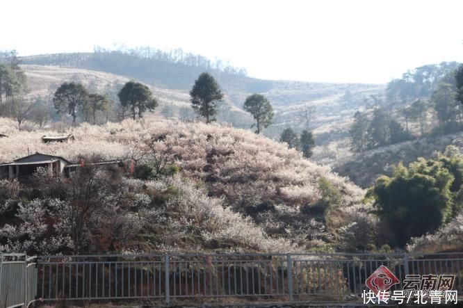 中年|又到樱花盛开时 云南武定县这个电商旅游示范村邀你来赏花