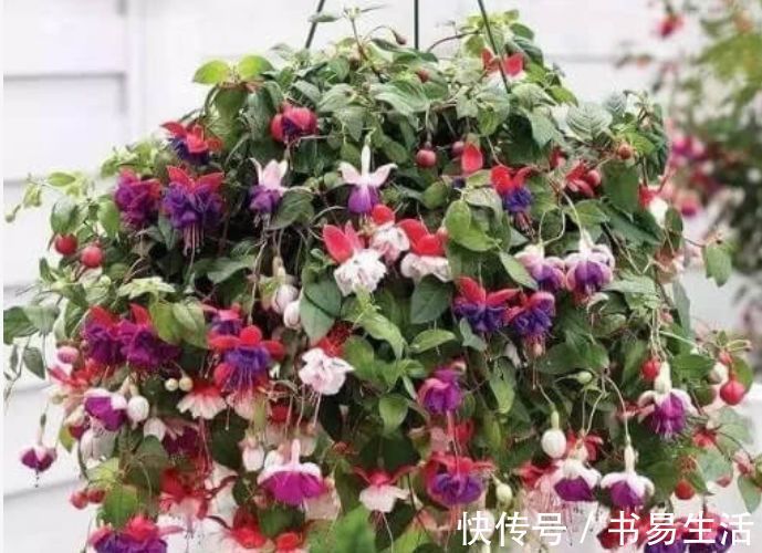 花朵|吊起来养的“4种花”,好看好养不占地,一次开出200朵,美