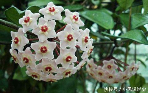 几种植物花期超长的,一开就是大半年,四季有花赏,花美心情好