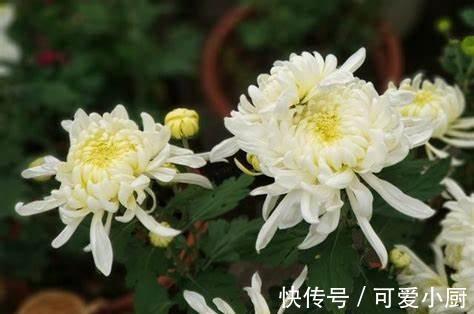 养花试试这几款，有一种微微的香气，沁人心脾