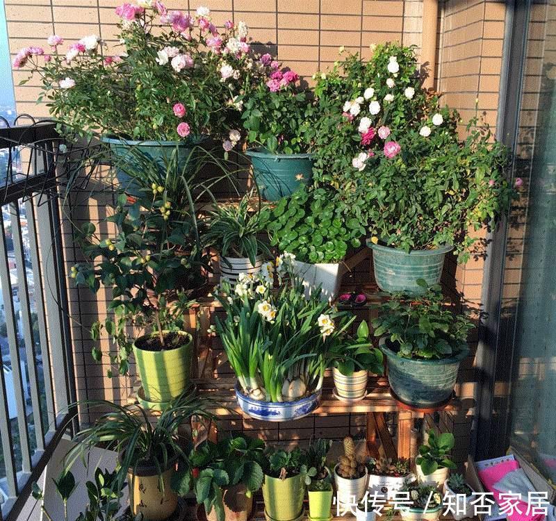 垃圾箱|垃圾箱常见的“3种花”,赶紧捡回家,剪一剪,来年美得不像话