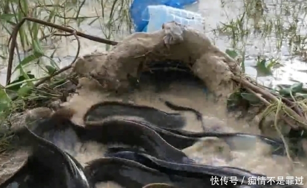 资源|这里的资源真好,野鱼成群,小伙做个简易陷阱,竟捕获半桶野鱼
