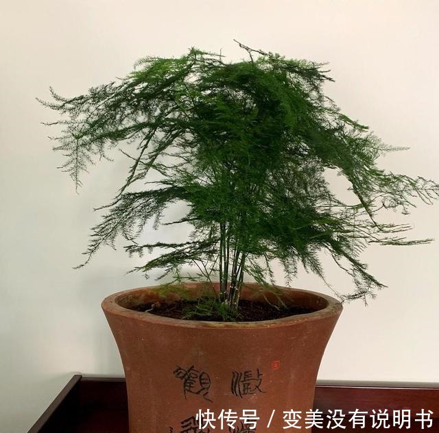 文竹别只用清水浇,水里加点小东西,增加养分,枝叶嗖嗖长!