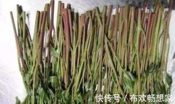 阿拉伯茶|这种植物是醒脑圣药，但却也是“新型罂粟”，很多人竟然当蔬菜吃