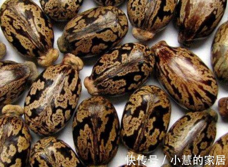 “美丽有毒”的植物，快来认识11种“毒花毒果”，不吃亏不上当