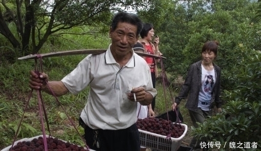 农村|最近农村的一种成熟的水果,不知道有多少人喜欢吃呢你还认识吗?