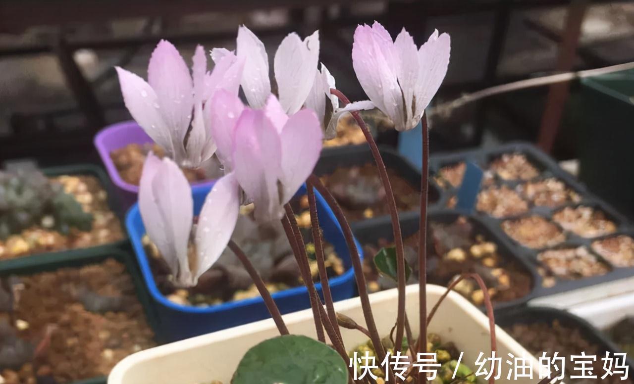 这“三种花”需要旱养,不能被雨淋,叶子也不能沾水,可别大意了