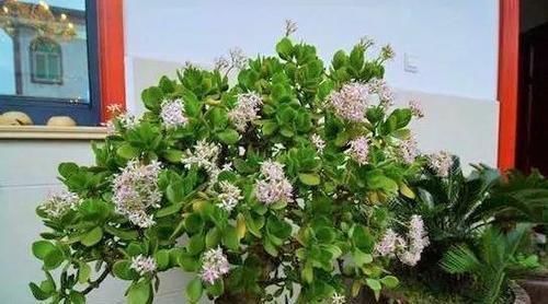 扦插|3种花不用买,叶子丢花盆里,嗖嗖长白根,1盆变10盆