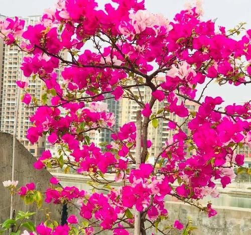 这三种花，一定要舍得晒，越晒越长花苞！