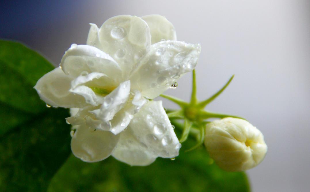 养花|喜欢三种花现在就要养花，不然天热了，就不好养了