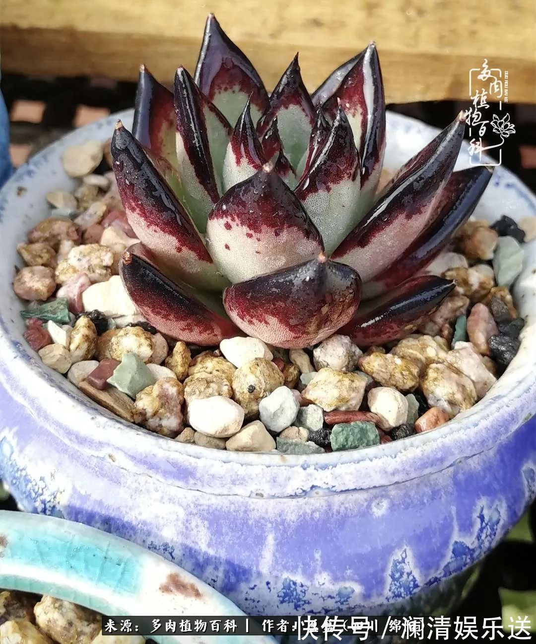草木|一定要爱着点什么,恰是草木对光阴的柔情!