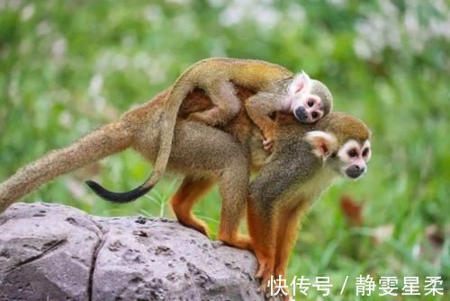 宝妈|“小婴儿,大心机?”科学表明婴儿哭闹求抱抱,其实不是在撒娇