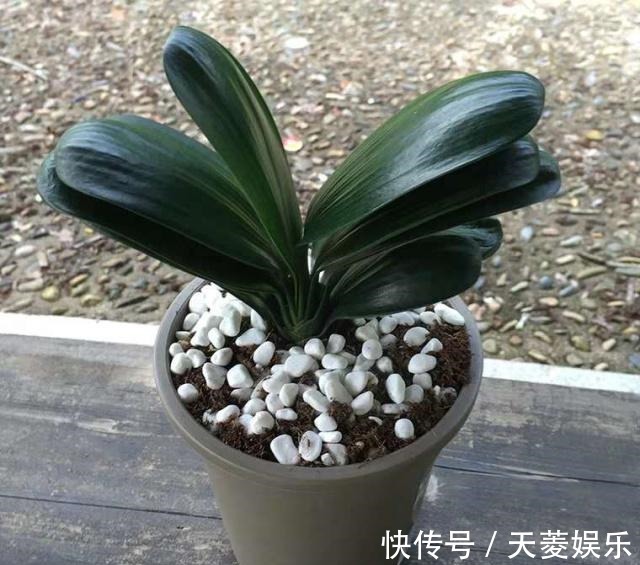 根系|给君子兰换盆,谨记“1个要、2个不要”,叶厚根壮,快速服盆!