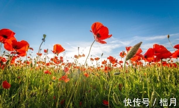 金牛座|11月内，桃花闪烁，相遇不易，旧情回暖，旧爱回头，携手白头