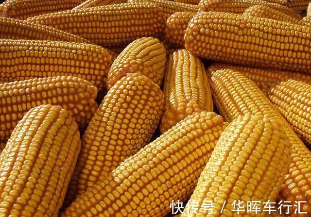 胃部|胃病的“发物”是玉米?医生:夏季想养胃,这几类食物,尽量少碰