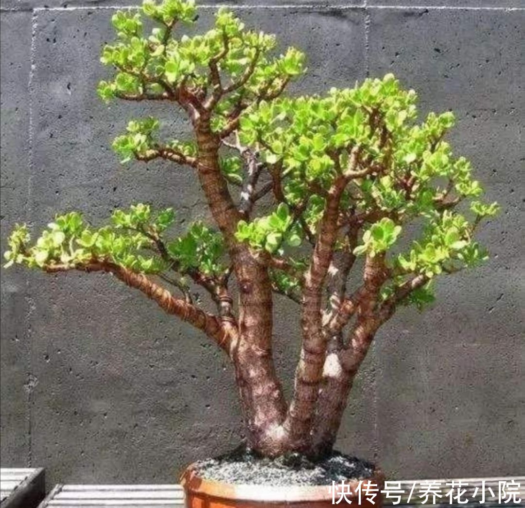 玉树养成老桩，5个关键养护缺一不可，难怪长得太慢