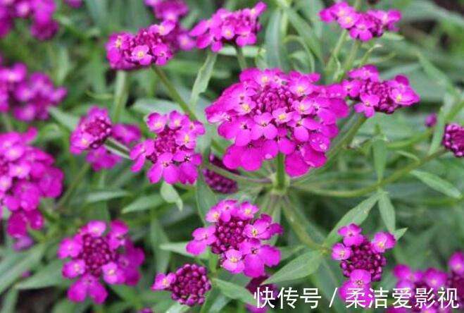 养花就养此3种,四季开花味道香,养护简单不费心,谁养谁喜欢