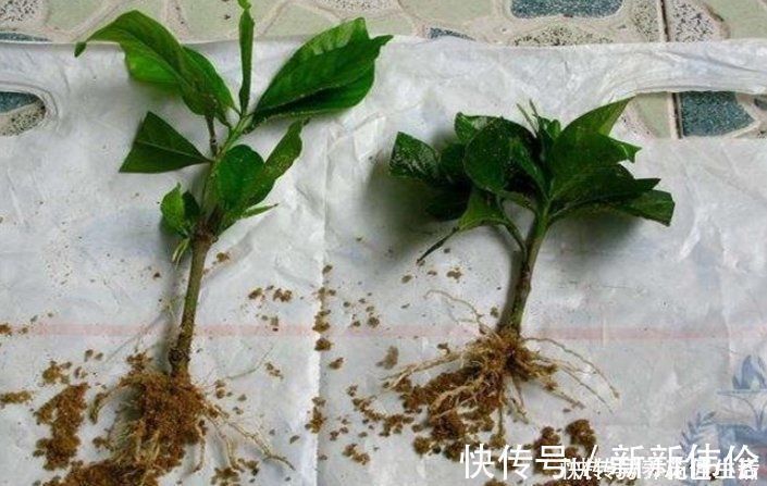 小黑飞|养花用“沙子”栽种，好处多多，告诉你它的4个使用“技巧”