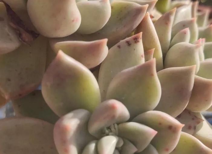 老桩|这几种多肉非常容易爆盆,不知不觉一大盆,非常有成就感