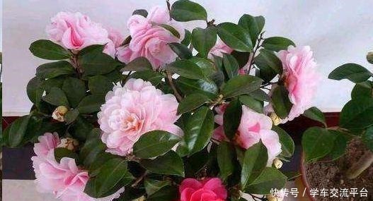 茶花生长,四季有“规律”,秋天这样养,花苞巴掌大,砰砰开大花!