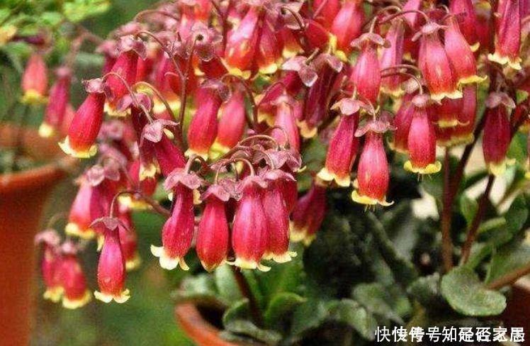 生命力|生命力顽强的4种花,生根快,沾土就活,7天就开花