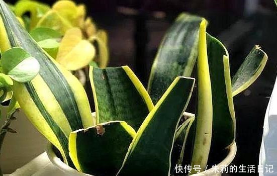 生根粉别用了,自制2种“生根剂”,插穗“蘸一下”,呼呼冒白根!