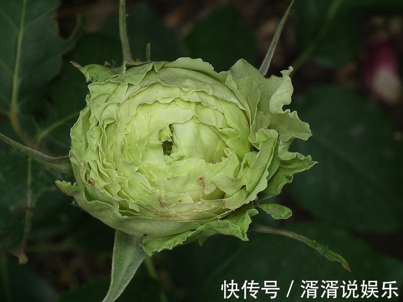 柠檬|与众不同的玫瑰花,名字叫做绿柠檬,开花如绿色精灵灵动可爱