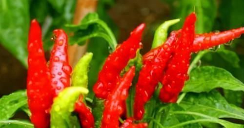 聪明人爱吃3种食物,补充营养、延缓衰老,身体棒棒哒!