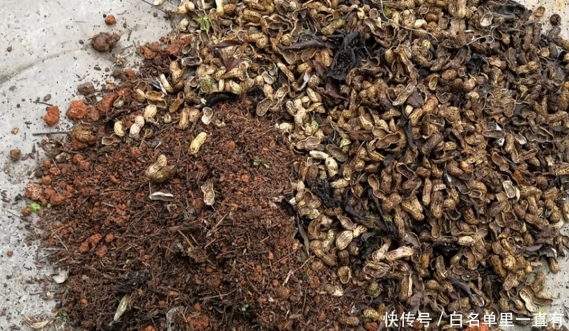 营养土|不起眼的花生壳,养花却能派上大用场,别错过!