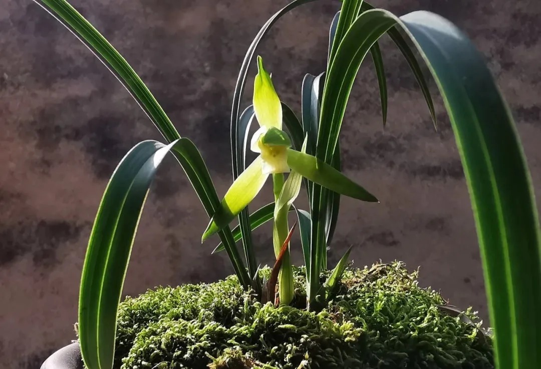 兰花浇水,“干透再浇”和“想浇就浇”,哪个更好?