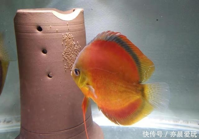 疾病|想要避免观赏鱼肠炎类疾病,一定要靠下药预防吗?根本没必要