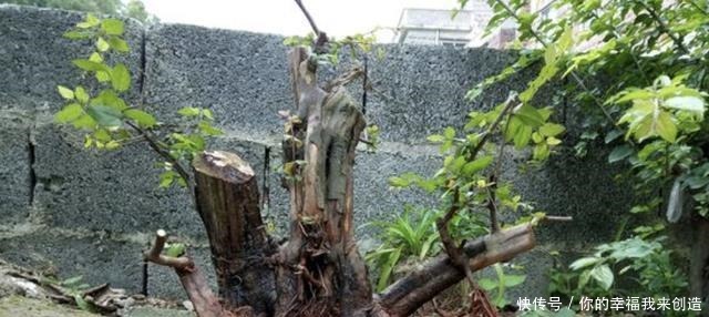 养3种“盆景树”,值钱又“镇宅”,比牡丹、绿萝好看,也好养!